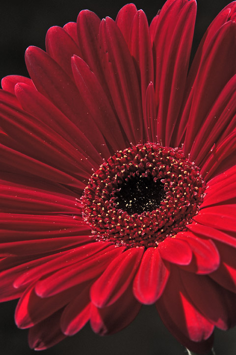 photo "in reds" tags: nature, macro and close-up, flowers