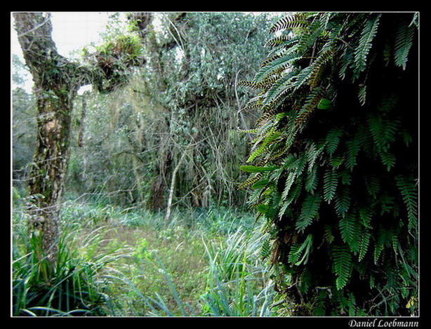 фото "Brazilian Swamp" метки: природа, пейзаж, лес, цветы