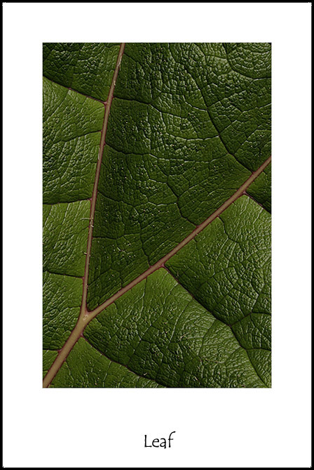 photo "Leaf" tags: macro and close-up, 