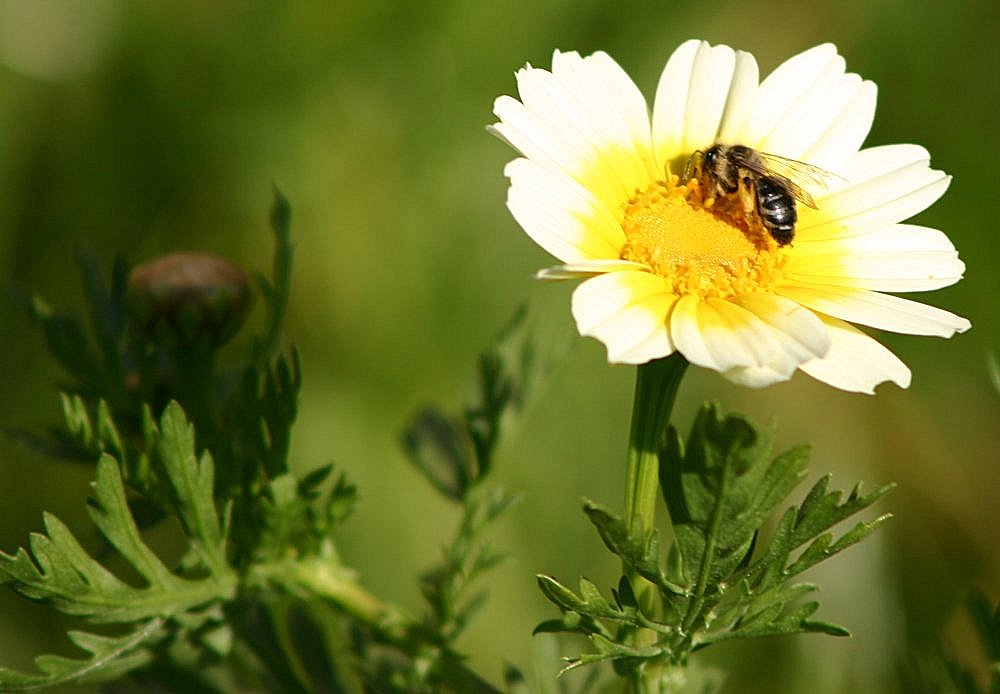 photo "The life miracle II" tags: nature, flowers