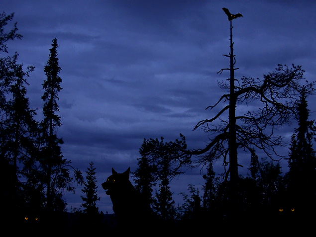 photo "Wolves leave in heavens..." tags: montage, genre, 