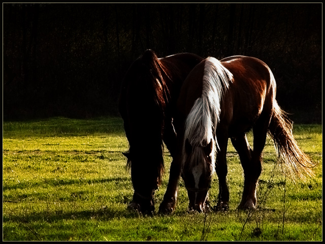 photo "Sunset Meal" tags: nature, landscape, pets/farm animals, spring