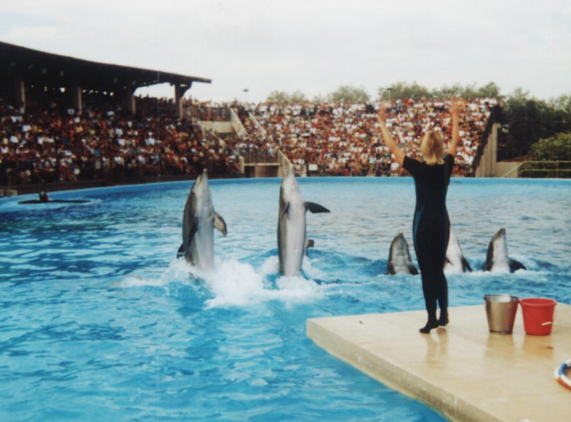 photo "dolphins" tags: nature, wild animals