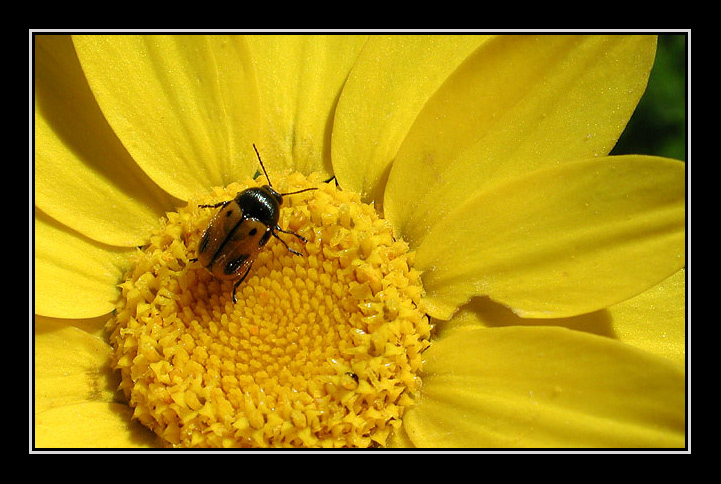 фото "once upon a time, in the spring" метки: разное, макро и крупный план, 