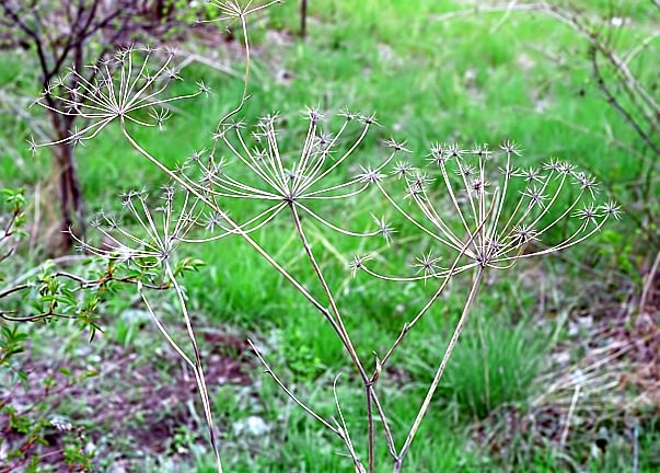 photo "Echoes of Autumn in rough greens of Spring!" tags: landscape, nature, flowers, spring