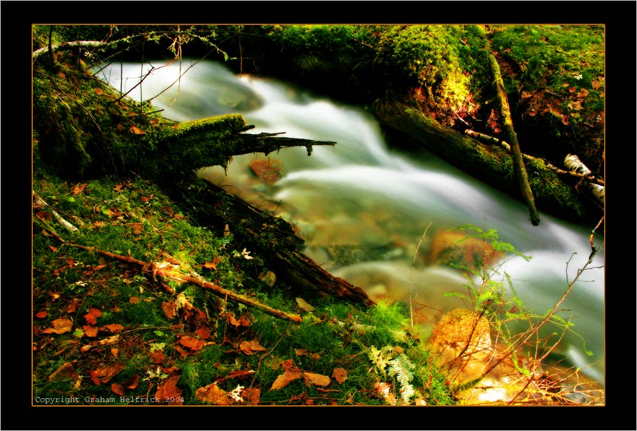фото "Green Escape" метки: пейзаж, вода, лес