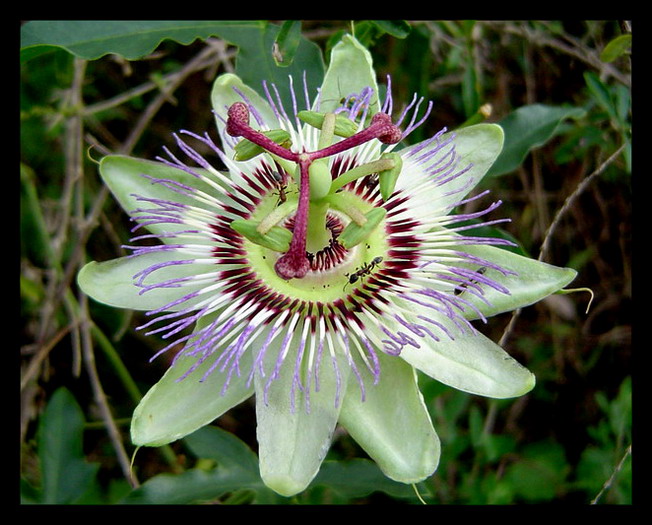 фото "Maracuja Flower" метки: природа, пейзаж, лес, цветы