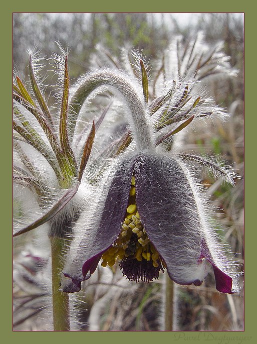 photo "Has not had time to shave since the morning..." tags: nature, macro and close-up, flowers