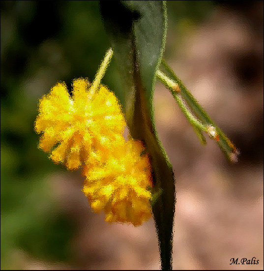 photo "****" tags: macro and close-up, montage, 