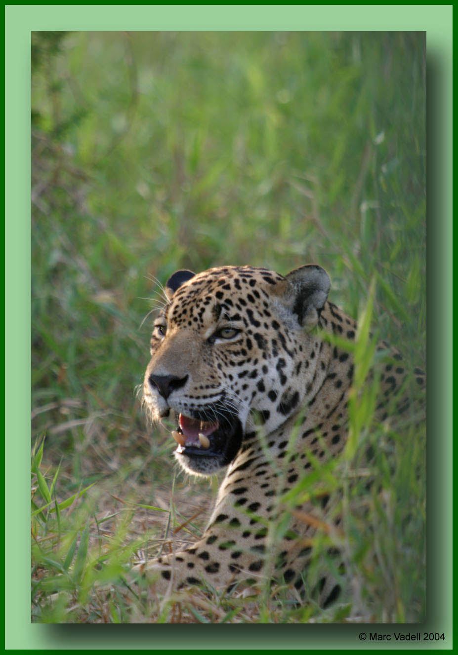 photo "Jaguar in Guyana" tags: nature, travel, South America, wild animals