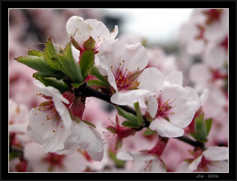 фото "***" метки: природа, цветы