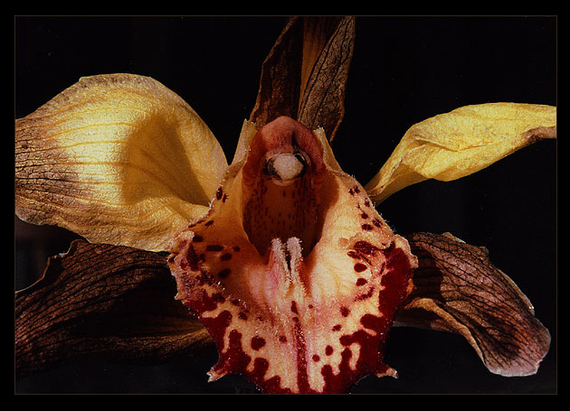 photo "Portrait of an orchid (About beauty of withering)" tags: macro and close-up, portrait, 