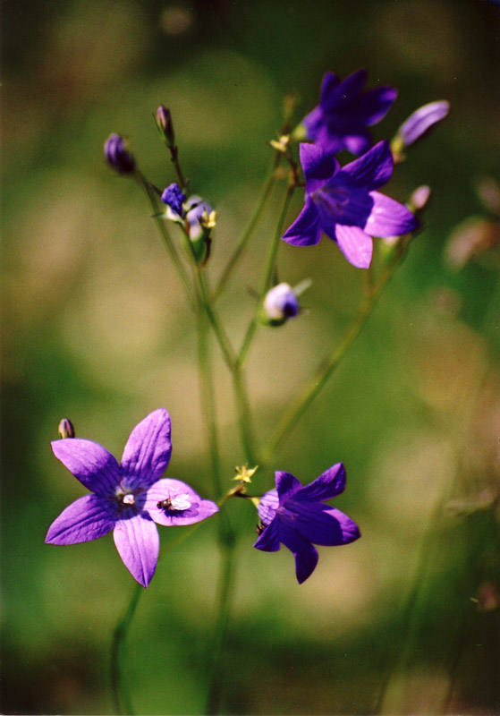 photo "Untitled photo" tags: landscape, forest, summer