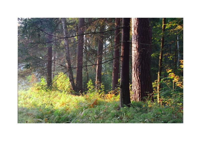 photo "Early morning in the forest" tags: landscape, forest, summer