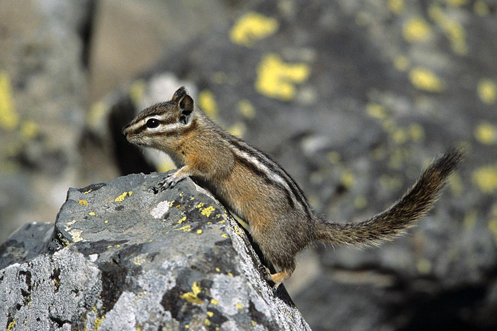 photo "Squirrel" tags: nature, wild animals