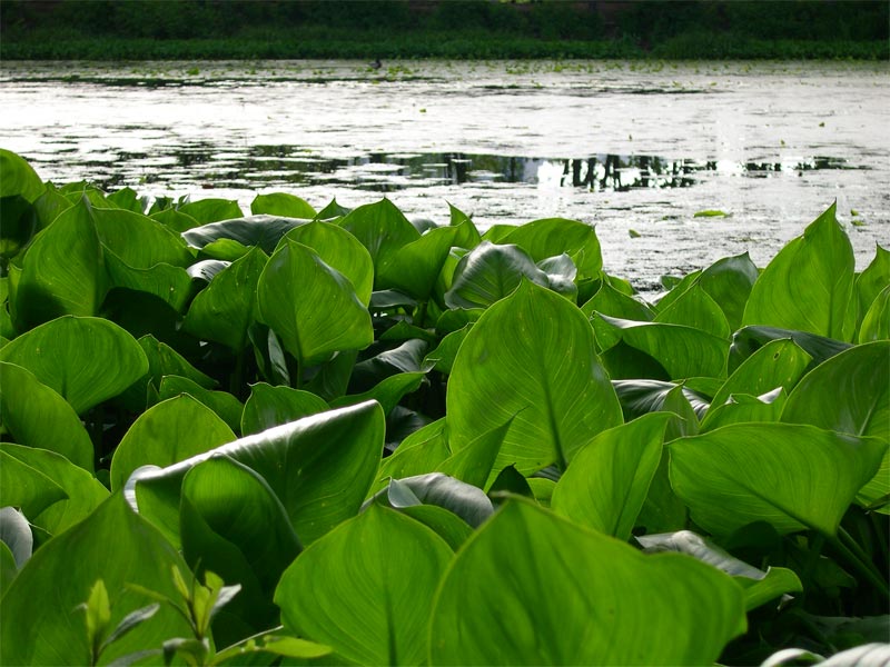 photo "Lake" tags: nature, landscape, water