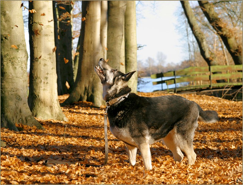 photo "The dog and autumn." tags: nature, pets/farm animals