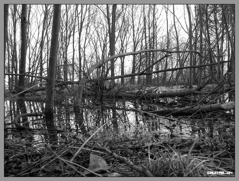 photo "Swamp" tags: landscape, 