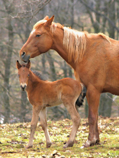 photo "Mommy and Me" tags: nature, pets/farm animals