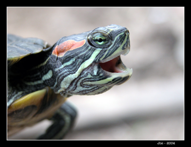 photo "A pleased smile upon one`s face" tags: nature, wild animals