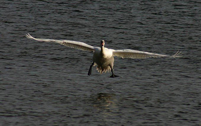 photo "Swan 4" tags: nature, wild animals