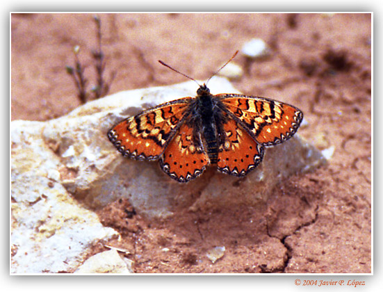 фото "Springtime in Spain, but not yet..." метки: макро и крупный план, природа, насекомое