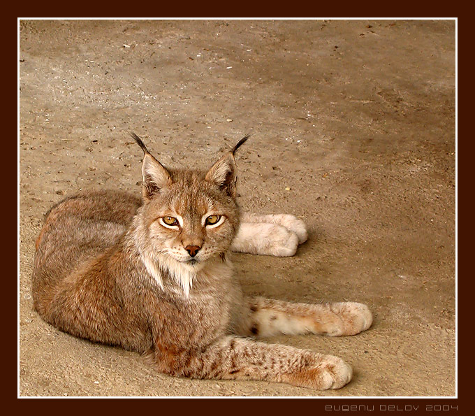 photo "Trot" tags: nature, wild animals