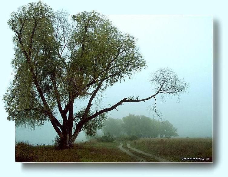 фото "Туман, как часть пейзажа" метки: пейзаж, лес