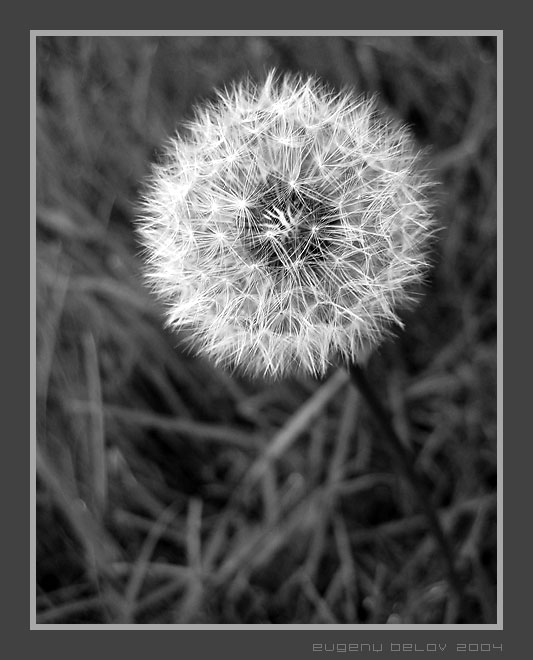 photo "Fluffy tenderness" tags: macro and close-up, 
