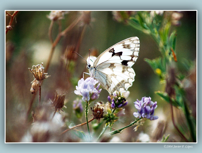 photo "Pontia Daplidice" tags: macro and close-up, nature, insect