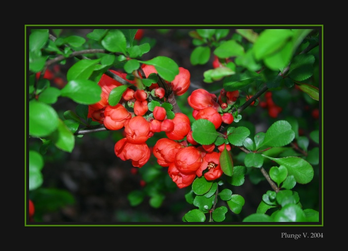 фото "red + ..." метки: природа, фотомонтаж, цветы