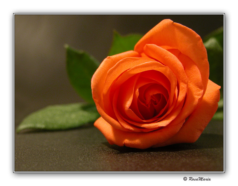 photo "The Queen" tags: nature, flowers