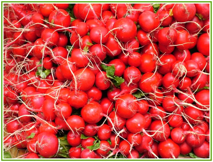 photo "radish" tags: nature, flowers