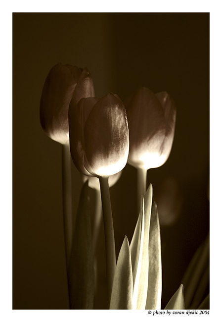 photo "Tulips" tags: black&white, nature, flowers
