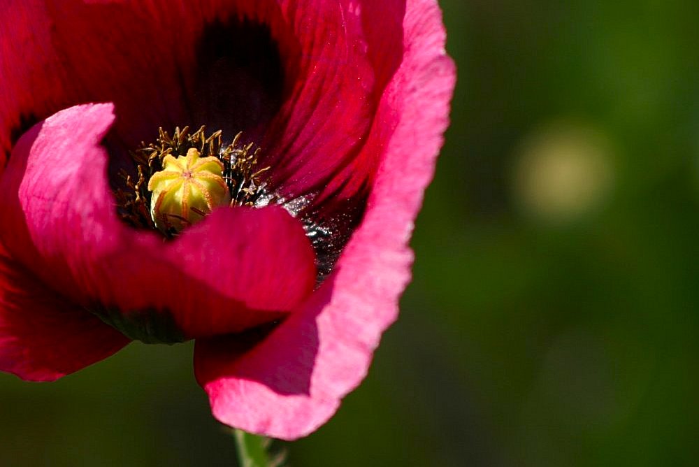 photo "Intimacy..." tags: nature, flowers