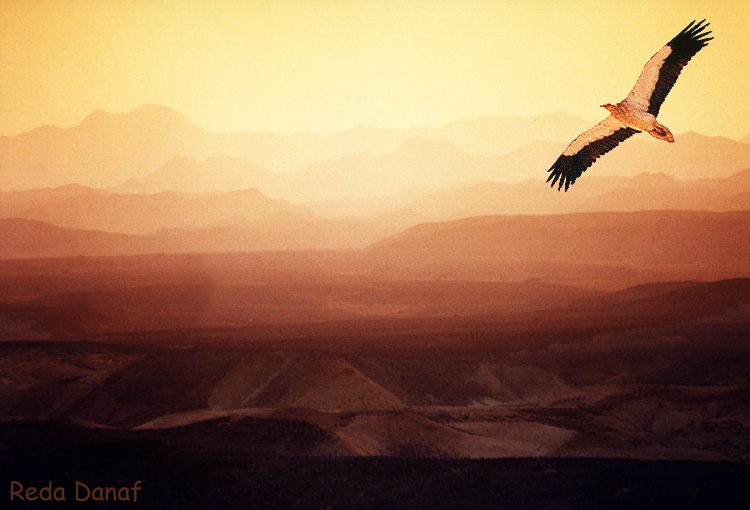 photo "Flying Eagle" tags: montage, landscape, mountains
