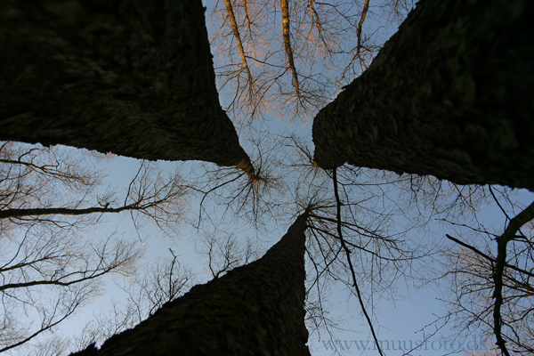 photo "Among trees" tags: nature, abstract, flowers