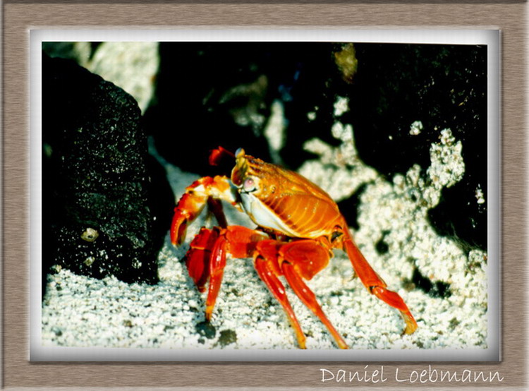 фото "Grapsus grapsus" метки: природа, макро и крупный план, дикие животные