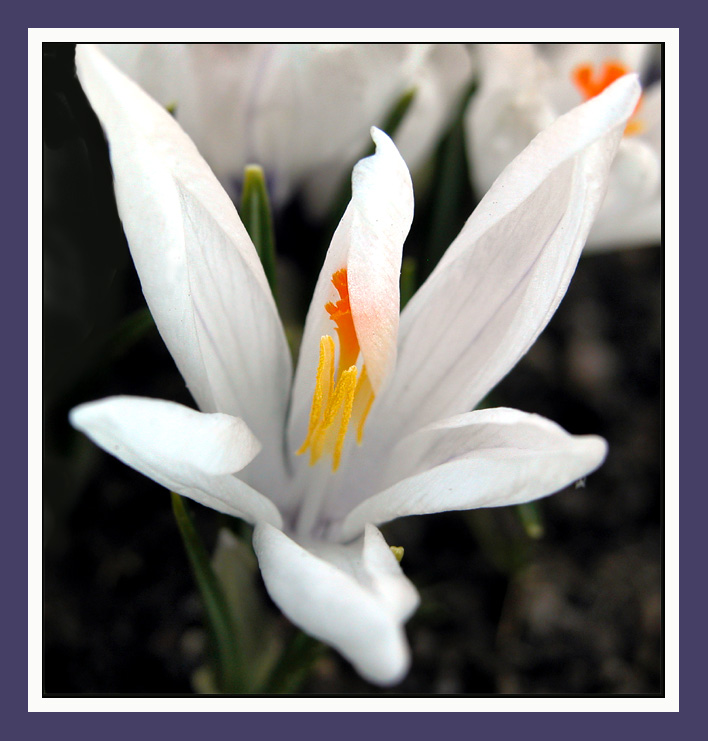 photo "Snowdrop" tags: nature, macro and close-up, flowers