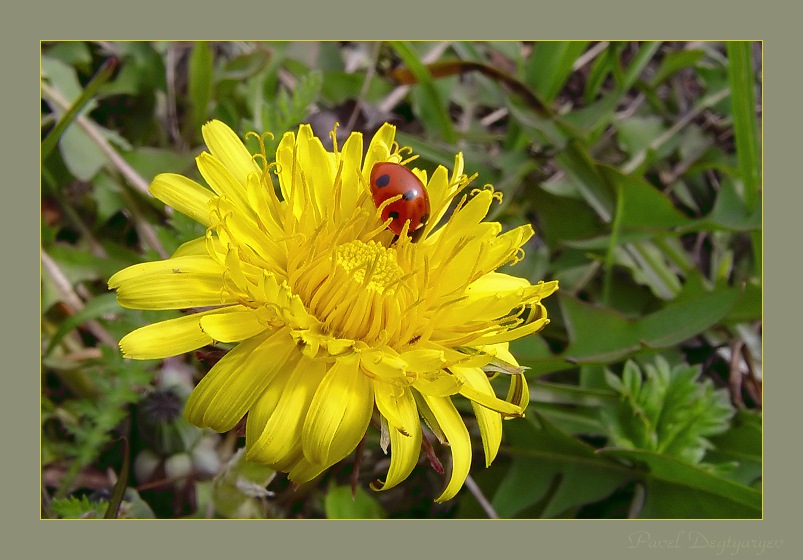 photo "The sun and the sun" tags: macro and close-up, nature, flowers