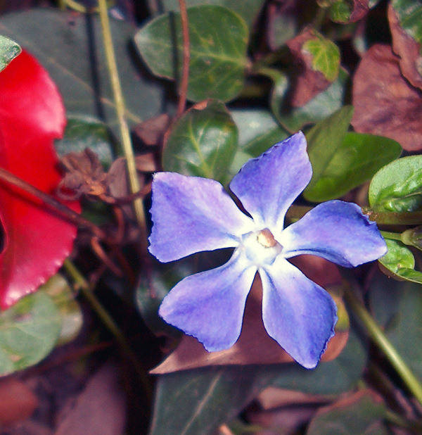 photo "Barvinoc" tags: macro and close-up, 