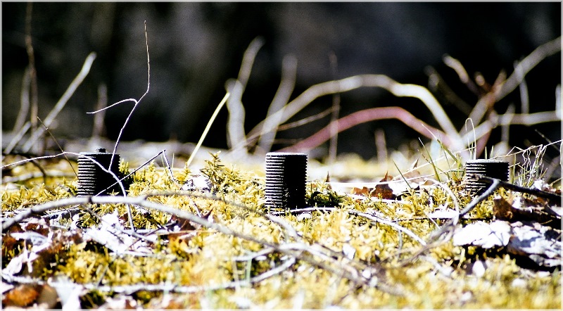 фото "Wild nature...almost #2" метки: пейзаж, природа, лес