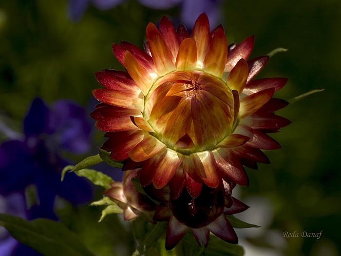 photo "Ever lasting" tags: nature, macro and close-up, flowers