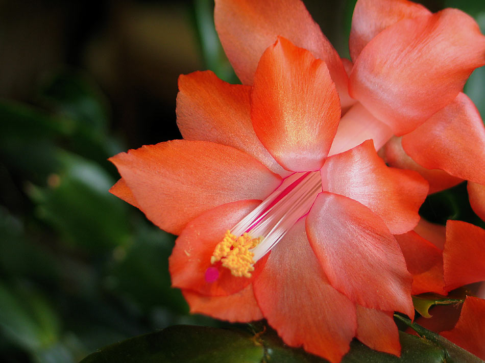 photo "Schlumbergera flower" tags: macro and close-up, 