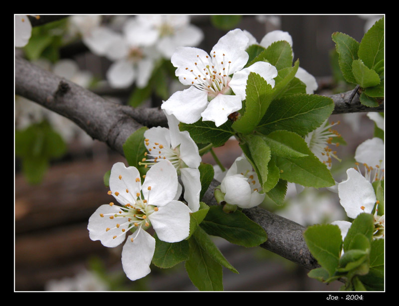 фото "Весна..." метки: природа, цветы