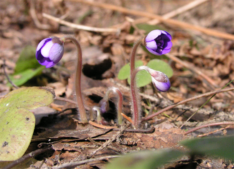 photo "The first snowdrops" tags: nature, flowers