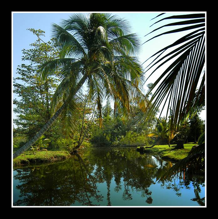 photo "Pond of tropic" tags: landscape, summer, water