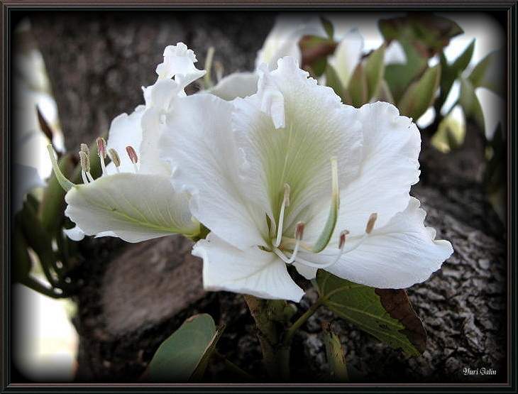 фото "Сестра Орхидеи" метки: природа, макро и крупный план, цветы