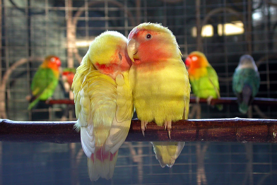 масковый неразлучник. неразлучники попугаи. неразлучники попугаи. попугайчики неразлучники фишера. неразлучники попугаи масковые.
