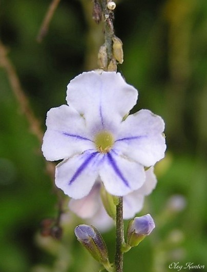 photo "Trio" tags: macro and close-up, nature, flowers